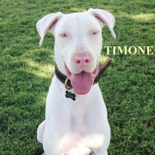 Timone 