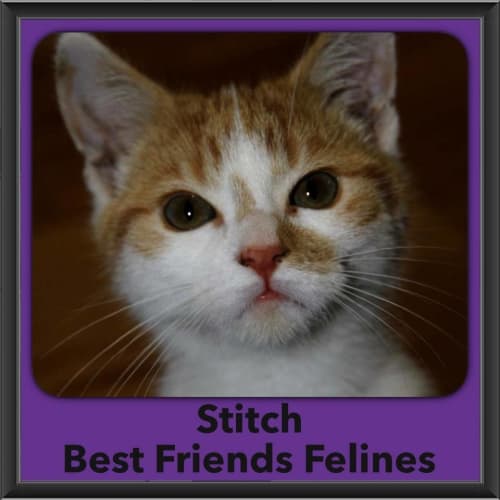 Stitch