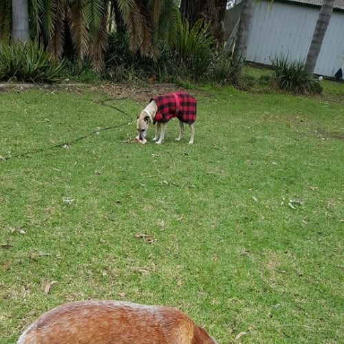 Turbo ~ 4yo Red Cattledog boy (on trial 18/07/16)