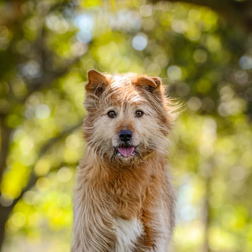 Rusty