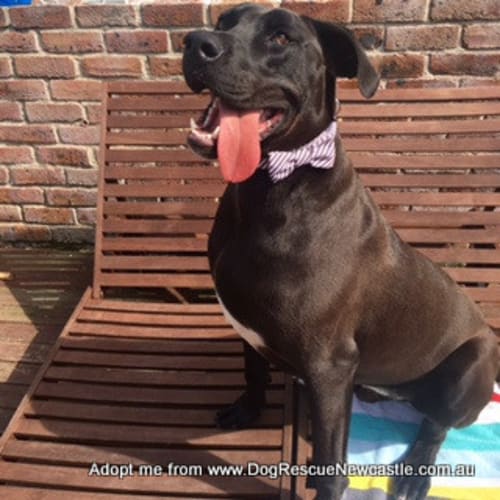 Timmy ~ Great Dane x Mastiff (on Trial 26/12/16)