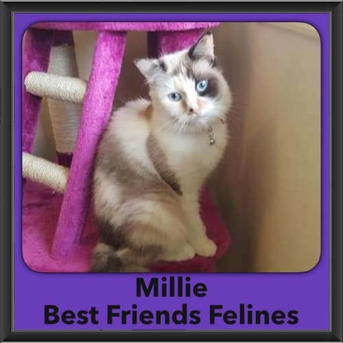 Millie