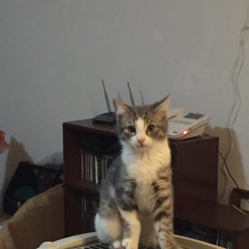 Gizmo