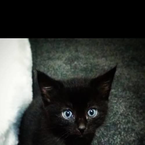 Loki
