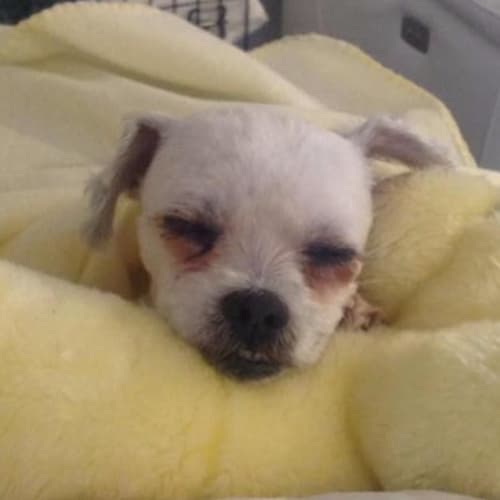 Possum~Maltese x girl (on trial 20/09/16)