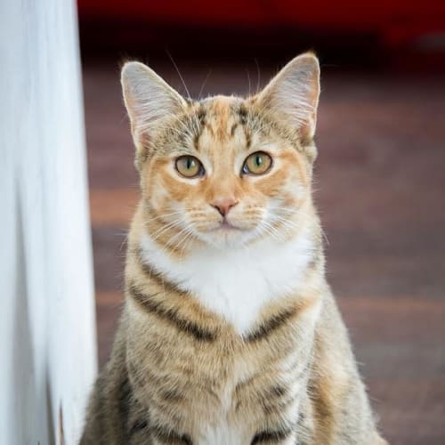 Chilli EC0190 (Bonded Pair)