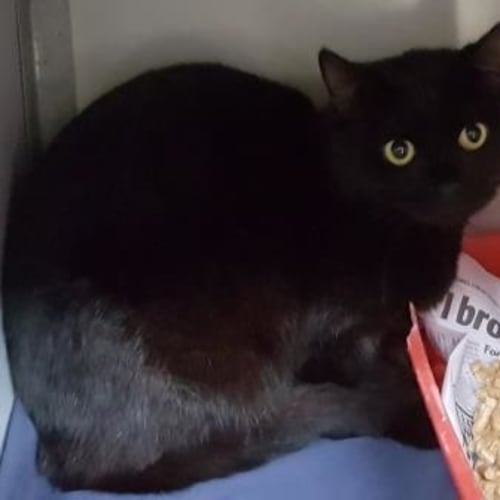 Toothless