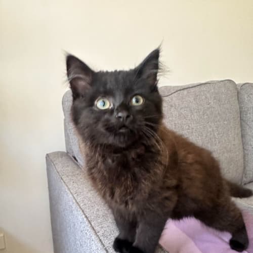 Terror **2nd Chance Cat Rescue**