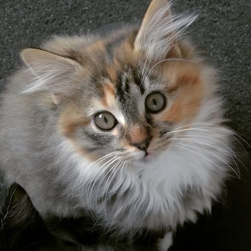 Lacey