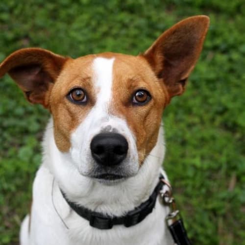 Axel