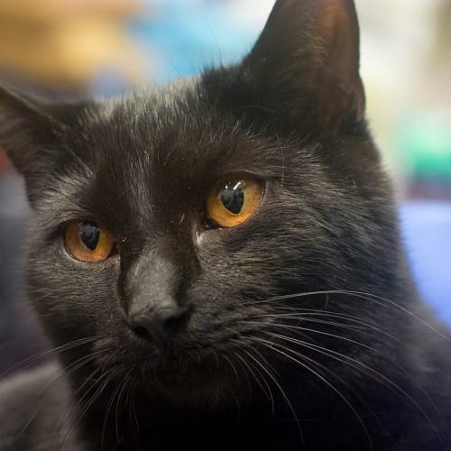 Aramis **2nd Chance Cat Rescue**