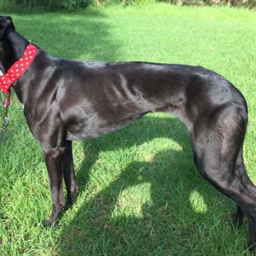 “Patsy”, Quiet Devotion. Melbourne