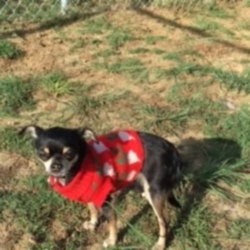 Sienna Female and Dakota Male