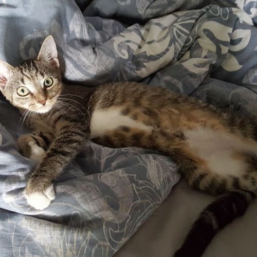No photo for Cybil