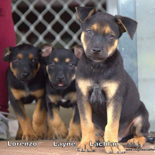 Lorenzo ~ kelpie x puppy, male(Trial 9/4/16)