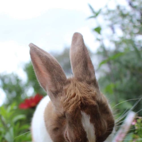 Rupert *•I'm looking for my furever family•*