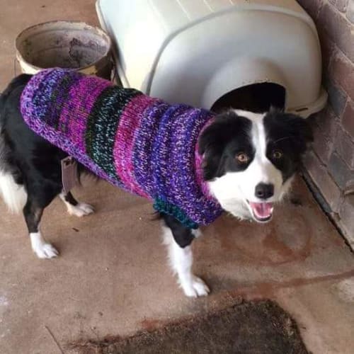 Molly *On Trial in Her New Home*