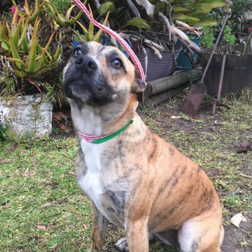Gracey (Dog/Child Friendly)