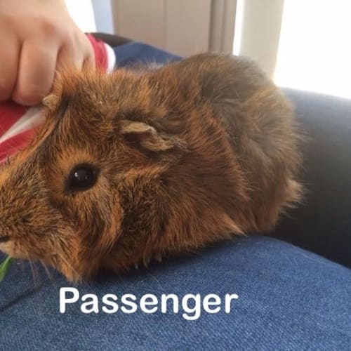 Passenger