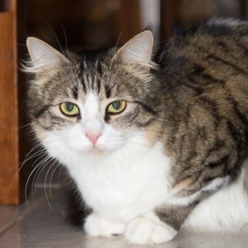Imogen (C2787)