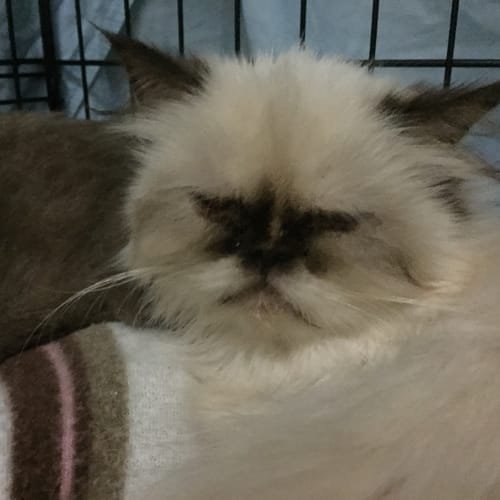 Flossy @ The Pet House, Erina