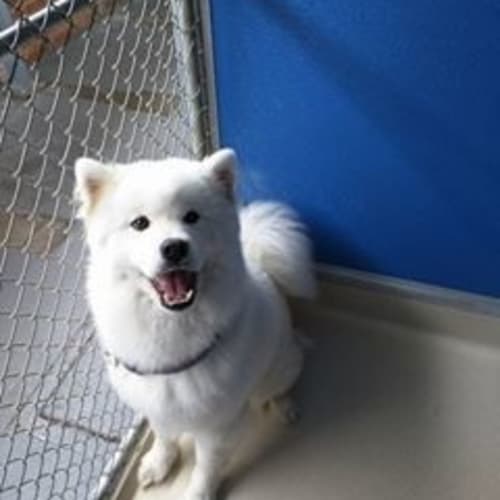 Teddy