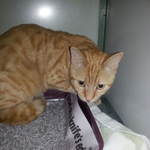 Marmalade