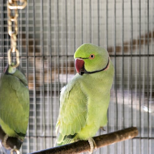 Greenie