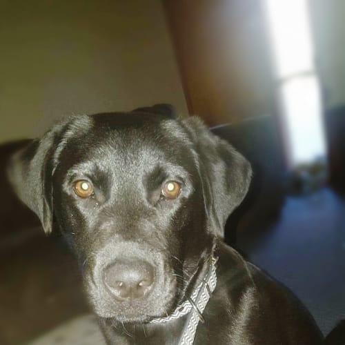 Shadow *•🐶Adopt me🐶•*