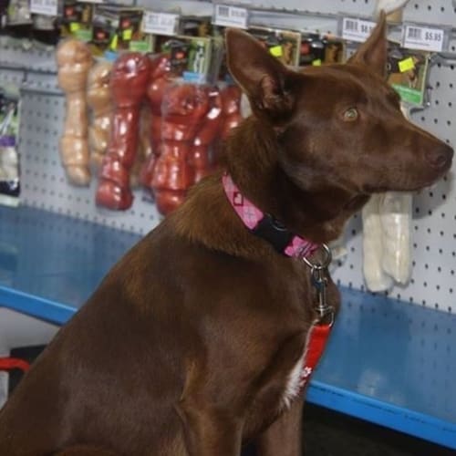 Lady  (Dog/Child Friendly)