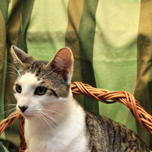 Max