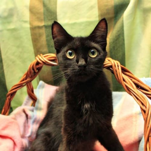 Morticia