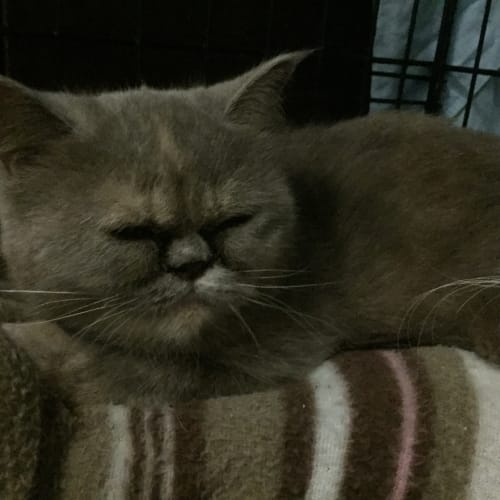 Fleur @ The Pet House, Erina