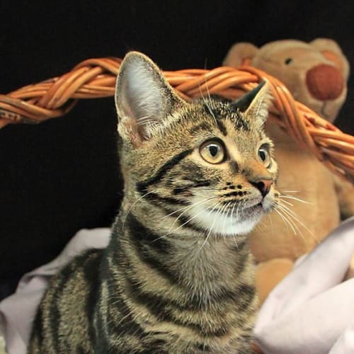 Wilma