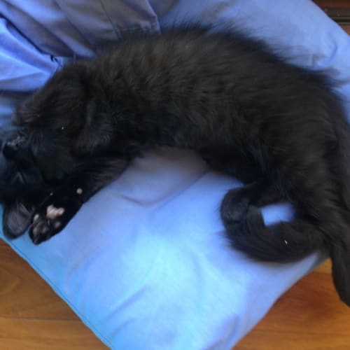 Coco