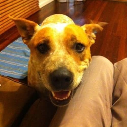 Lovely Lani *Adoption Pending*