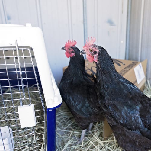 Clucky