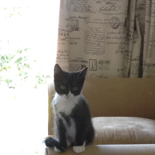 Oreo