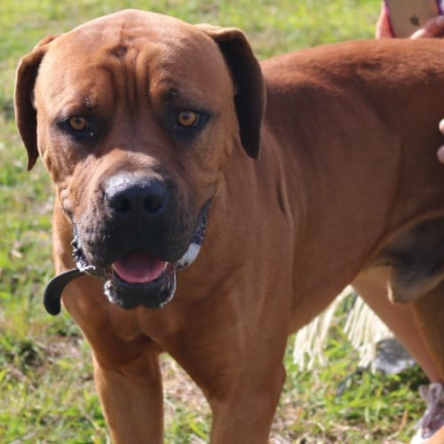 Dougie (adoption pending)