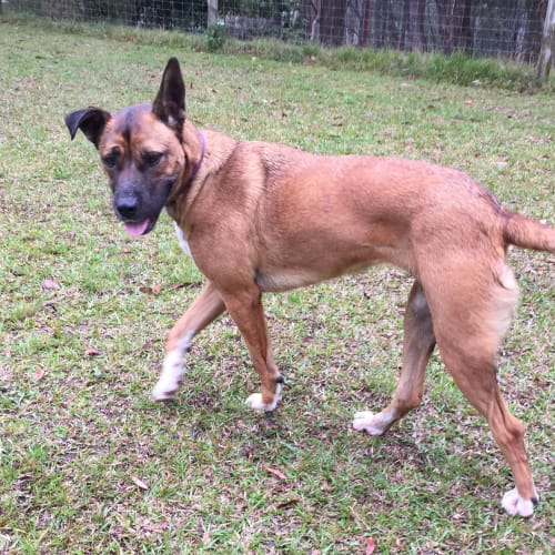 Smiley Miley ~ Shepherd x ~ On Trial 25/11/2016