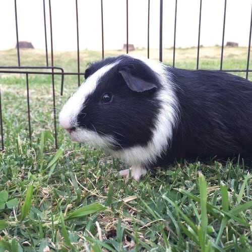 Frodo *•🐹I'm looking for my furever family🐹•*