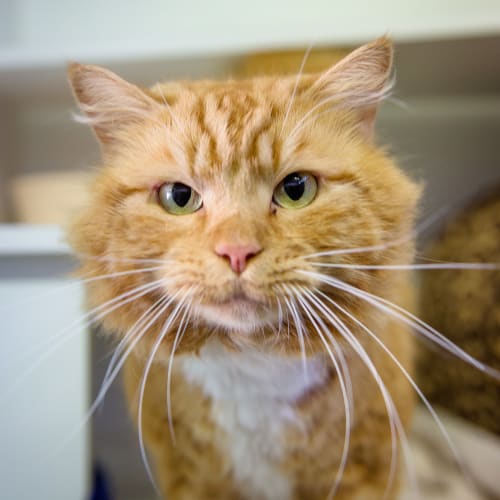 Sir Cheddar