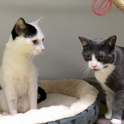 Oscar and Coco