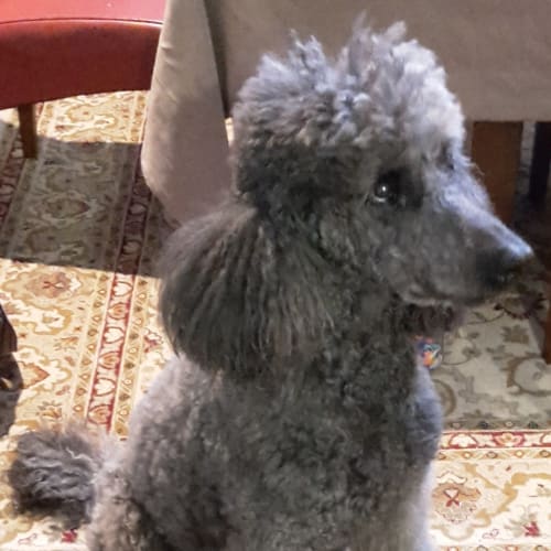 Fonzy Kinsella has been adopted!