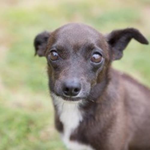 Bella (D1515) 