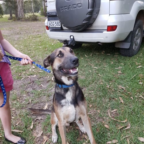 Dodger ~ kelpie x husky, 1yo (On Trial 19/5/17)