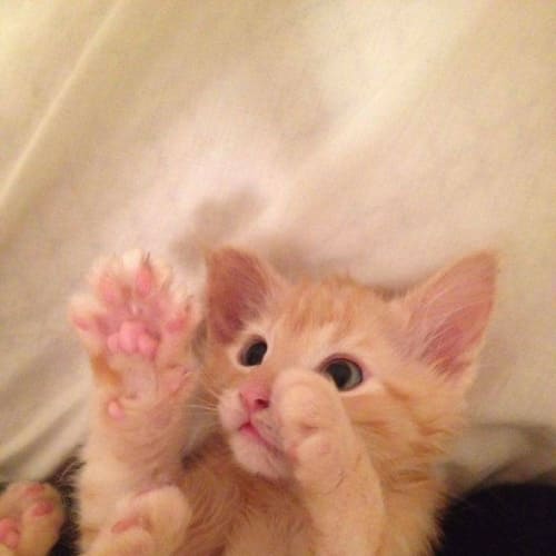 Sebastian *•Adopt Me•*