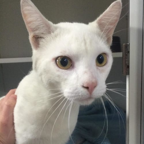 Olaf