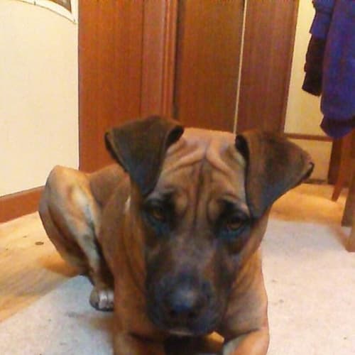 Meg - Cat, Dog Friendly. 