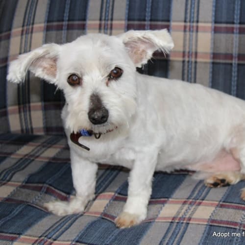 George ~ Maltese x Shih Tzu, senior ~ Trial 3/9/16
